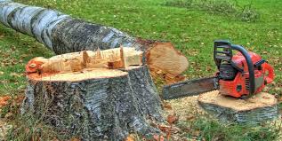 Best Commercial Tree Services  in Beaver, UT