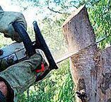 Best Tree Health Inspection  in Beaver, UT