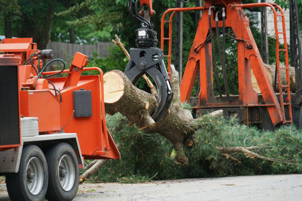 Best Leaf Removal  in Beaver, UT