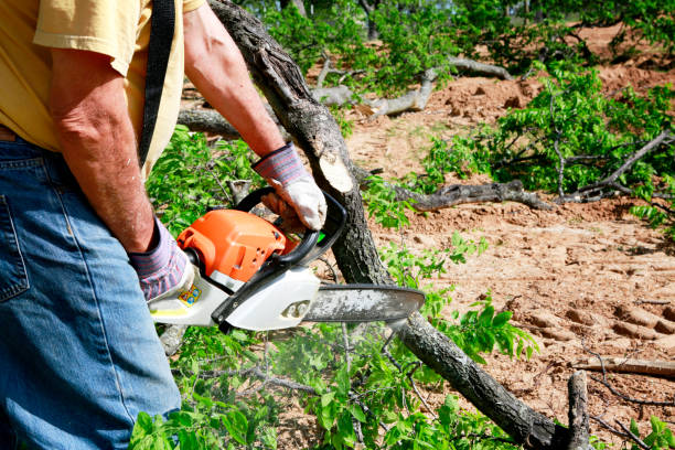 How Our Tree Care Process Works  in  Beaver, UT